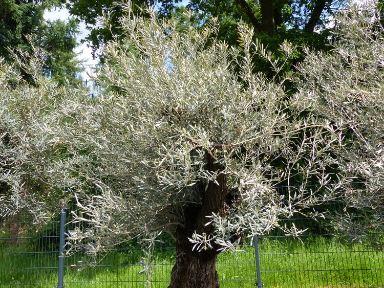 genau dieser Baum L4 Olivenbaum 245 cm, knorrige alte urige Olive winterhart