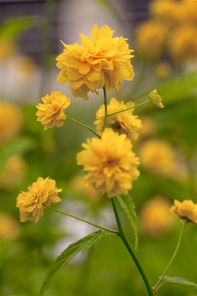 Kerria japonica 'Pleniflora', Ranunkelstrauch, gelb, 60–100 cm