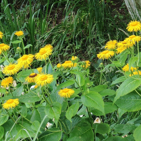 Gruppe von Echten Alant Pflanzen im Garten
