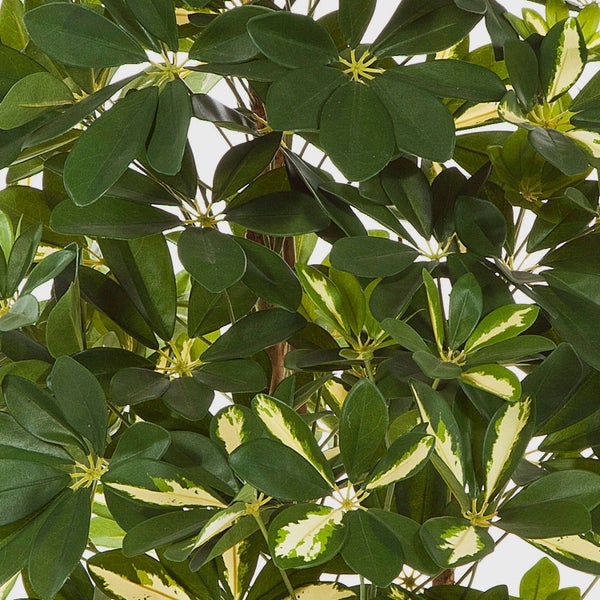 Detailaufnahme einer Schefflera Kunstpflanze mit grünen und hell gemusterten Blättern.