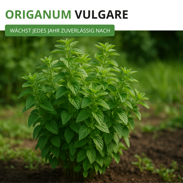 Oregano Origanum vulgare Pflanze im Garten. Mehrjährige Kräuterpflanze mit grünen Blättern im Beet.