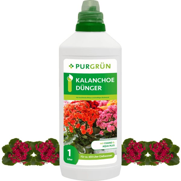 Purgrün Kalanchoe-Dünger 1 Liter