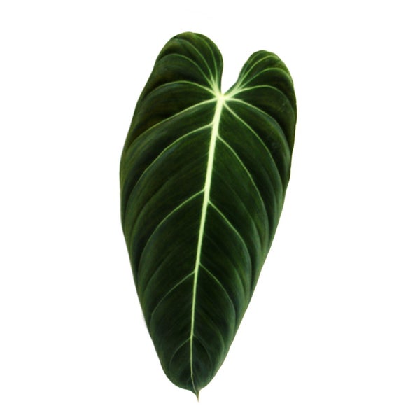 Philodendron melanochrysum - der schwarz-goldene Baumfreund - 20cm Topf