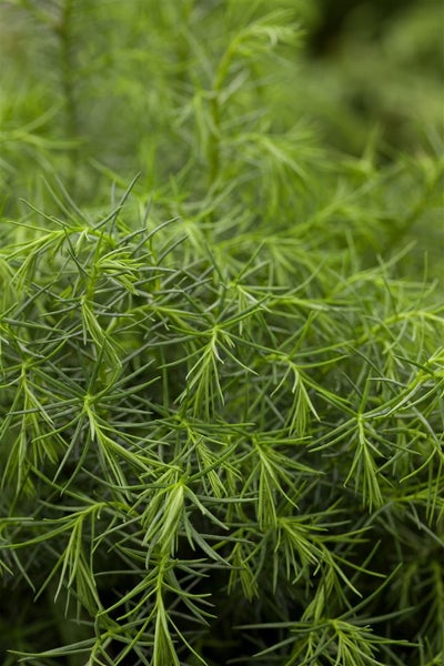 Cryptomeria japonica 'Elegans Viridis', Japanische Sicheltanne, 30–40 cm