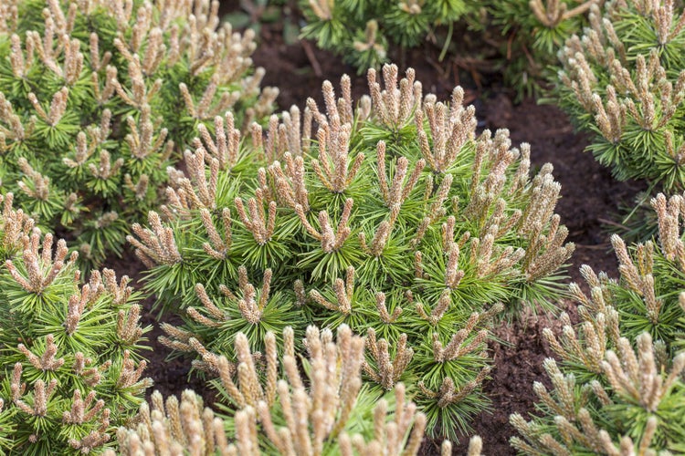 Pinus mugo 'Klostergrün', Bergkiefer, immergrün, 70–80 cm
