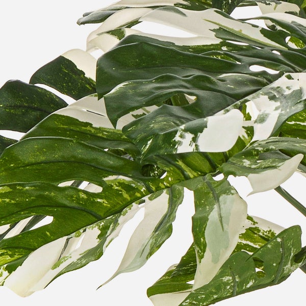 Nahaufnahme eines panaschierten Fensterblatt-Blattes mit charakteristischen Löchern und weiß-grüner Musterung.