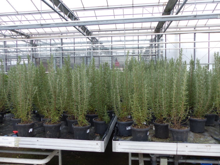 Zahlreiche hochgewachsene Kräuterpflanzen in schwarzen Kunststofftöpfen auf Metalltischen in einem hellen, organisierten Gewächshaus.