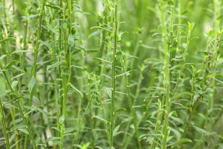 Cytisus scoparius 'Burkwoodii', Besenginster, rot-gelb, 60–80 cm