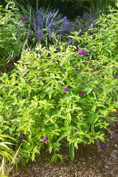 Buddleja 'Santana', Schmetterlingsflieder, buntlaubig, 40–60 cm