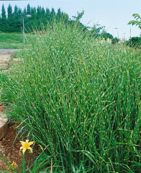 Miscanthus sinensis 'Zebrinus', Zebragras, ca. 11x11 cm Topf