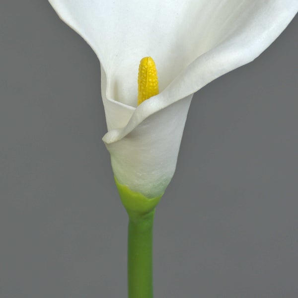 Weiße Calla-Lilie mit grünem Stiel.
