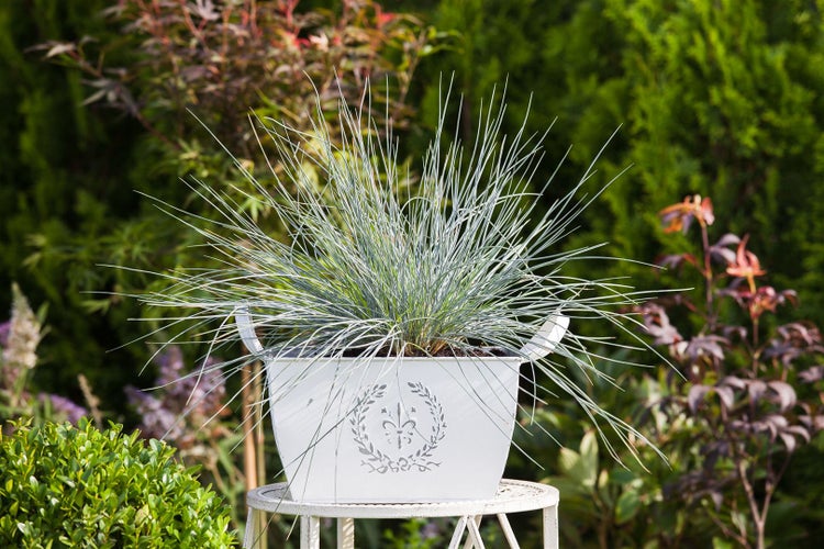 Festuca cinerea 'Azurit', Blauschwingel, ca. 9x9 cm Topf
