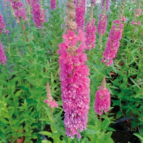 Blühende Lysimachia-Pflanze im Garten