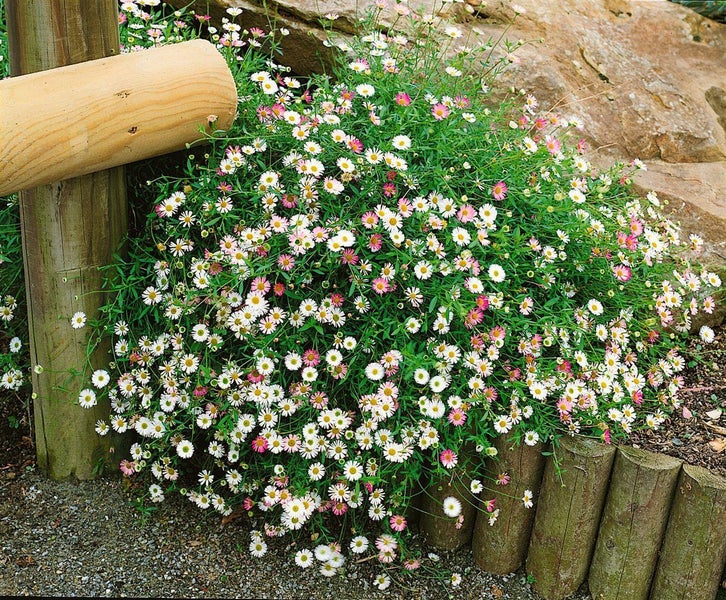 Garten mit niedrigen Blumen und hölzernen Beeteinfassungen