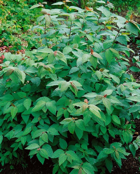 Spiraea japonica 'Froebelii', Rote Sommerspiere, 30–40 cm