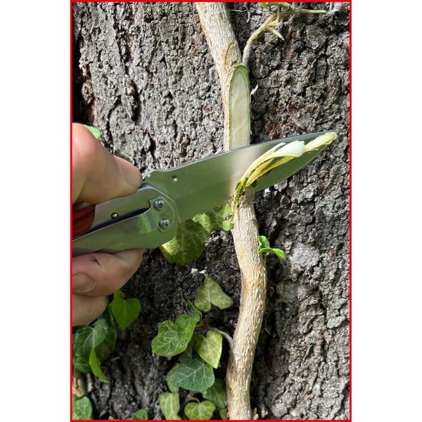 Gartenarbeit: Hand schneidet Ast mit Messer