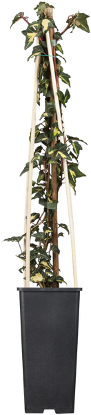 Efeu mit Rankhilfe im Topf