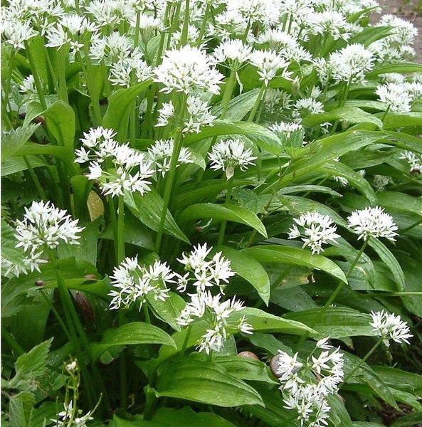 Nahaufnahme von Bärlauchpflanzen mit weißen Blüten