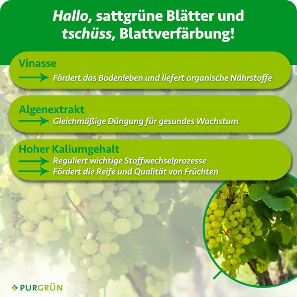 Infografik mit Wirkungsweise von Purgrün Dünger mit Inhaltsstoffen Vinasse Algenextrakt und Kaliumgehalt sowie Foto von grünen Weintrauben