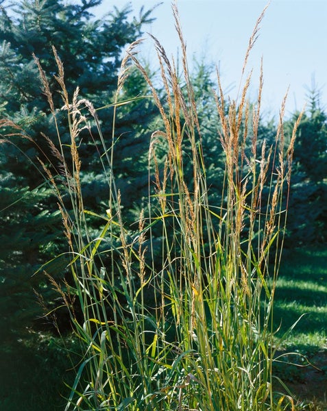 Sorghastrum nutans 'Indian Steel', Indianergras, stahlblau, ca. 9x9 cm Topf