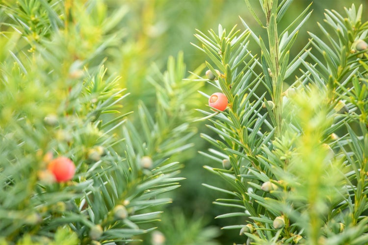 Taxus media 'Hicksii', Säuleneibe, immergrün, 30–40 cm
