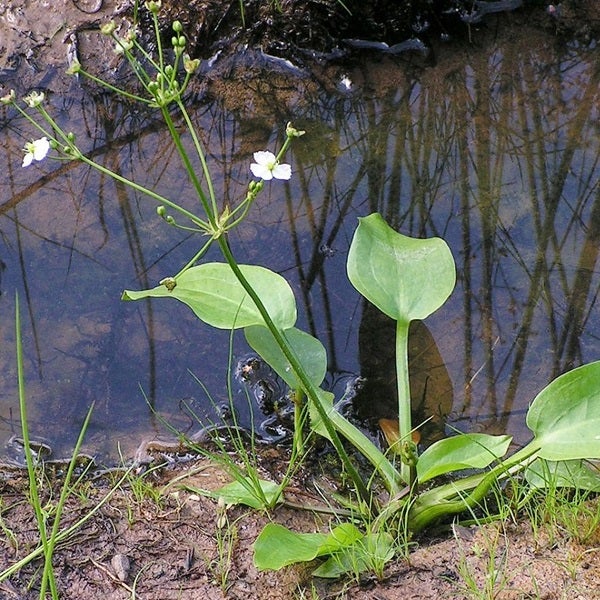 Pfeilkraut Gewächs im Gartenteich