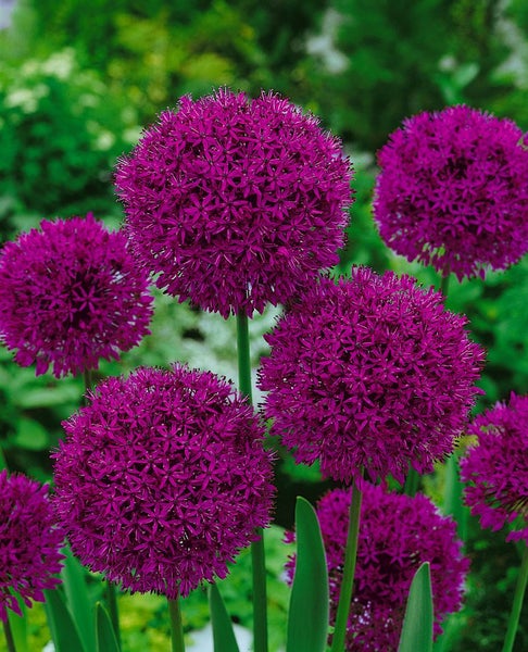 Allium aflatunense 'Purple Sensation', Zierlauch, violett, ca. 11x11 cm Topf