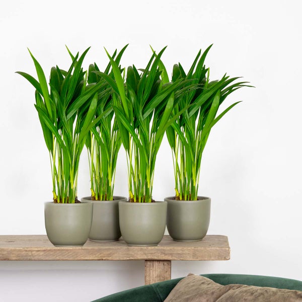 4x Dypsis Lutescens - Goldpalme - Zimmerpflanze - Pflegefreundlich – ⌀10,5 cm - ↕25-30 cm