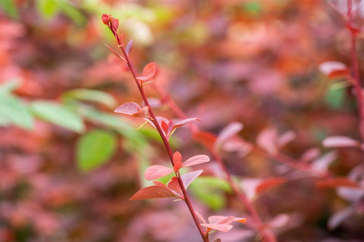 Berberis ottawensis 'Superba', Blutberberitze, rotlaubig, 40–60 cm