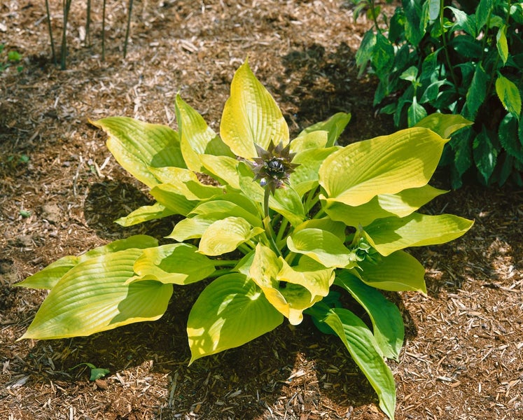Hosta x fortunei 'Aurea', Gelbrand-Funkie, ca. 11x11 cm Topf
