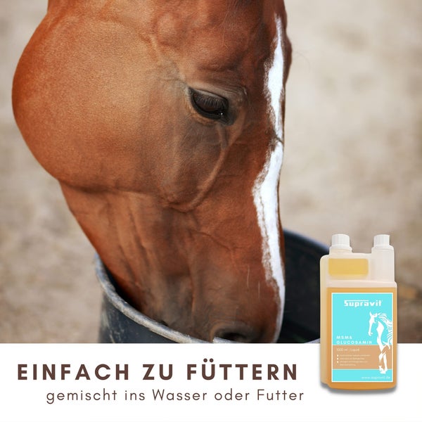 Pferdefutterergänzungsmittel mit Glucosamin und MSM neben einem Pferd