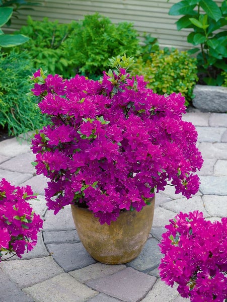 Rhododendron obtusum 'Purpurtraum', Azalee, purpur, 20–25 cm