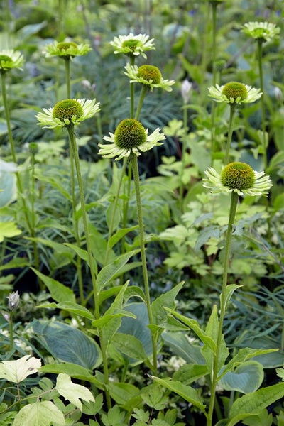 Gruppe von blassgrünen Kegelblumen im Garten