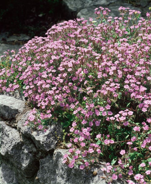 Saponaria ocymoides, Seifenkraut, rosa Blüten, ca. 9x9 cm Topf