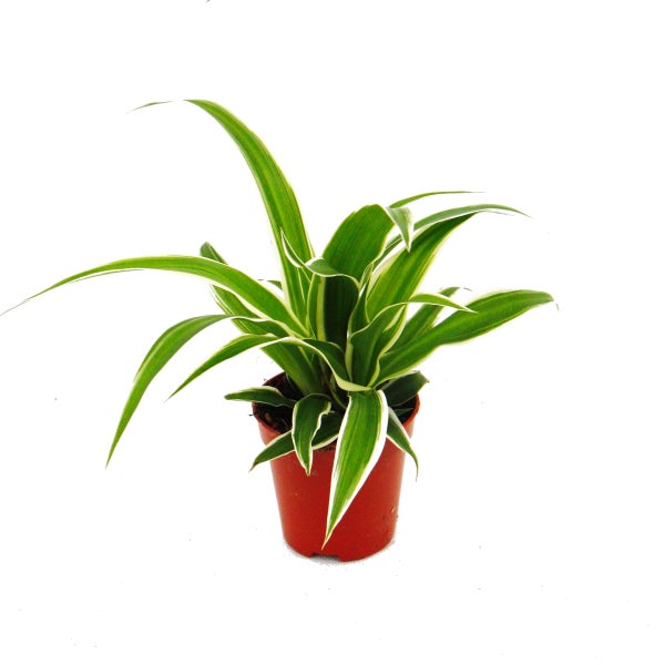 Chlorophytum Mini, 3er Set, Grünlilie