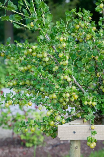 Stachelbeerbusch mit reifen Früchten an einer Holzstütze im Garten.