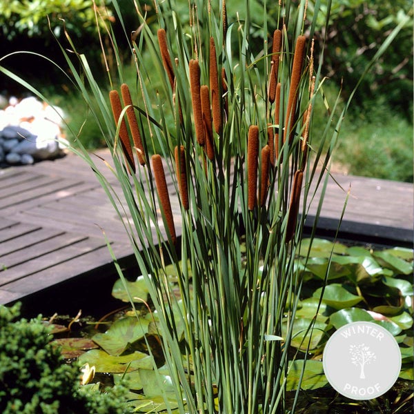 Typha latifolia - Binse - Teichpflanze - Winterheart - ⌀9 cm - ↕15-25 cm