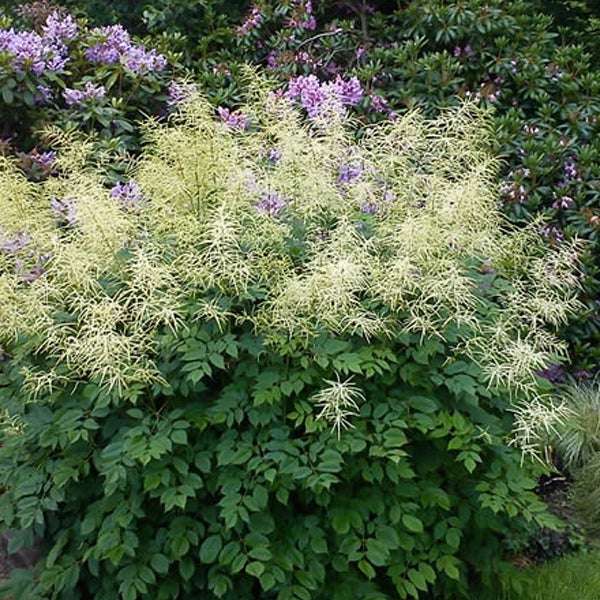Pflanze mit grünen Blättern und creme-weißen Blüten