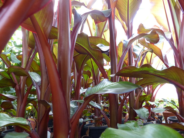 Nahaufnahme einer Gruppe von Canna Pflanzen mit kräftigen Stielen und großen Blättern in Pflanztöpfen.