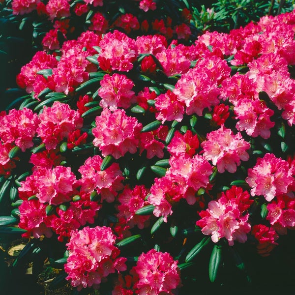 Rhododendron yakushimanum 'Kalinka', rosa Blüten, 30–40 cm