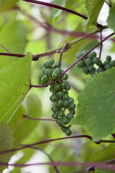 Vitis vinifera coignetiae, Zierwein, 60–100 cm