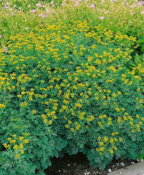 Ruta graveolens, Weinraute, aromatisch, ca. 9x9 cm Topf