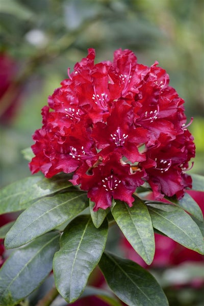 Rhododendron Hybr. 'Sammetglut', leuchtend rot, 30–40 cm