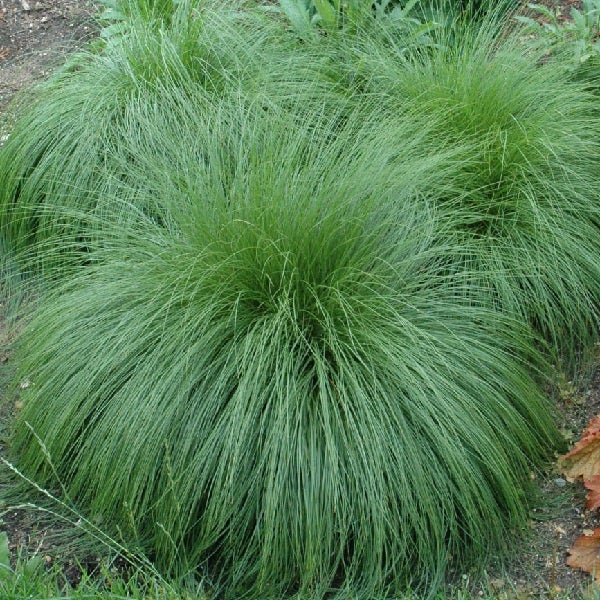 Zwei Bulten von Federgras im Gartenbeet