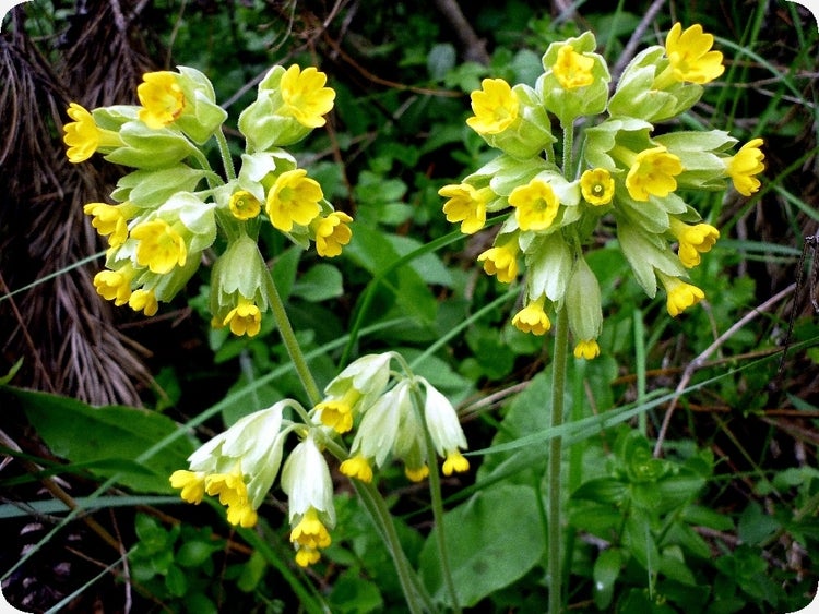 SAFLAX  - Schlüsselblume - Primula veris - 100 Samen