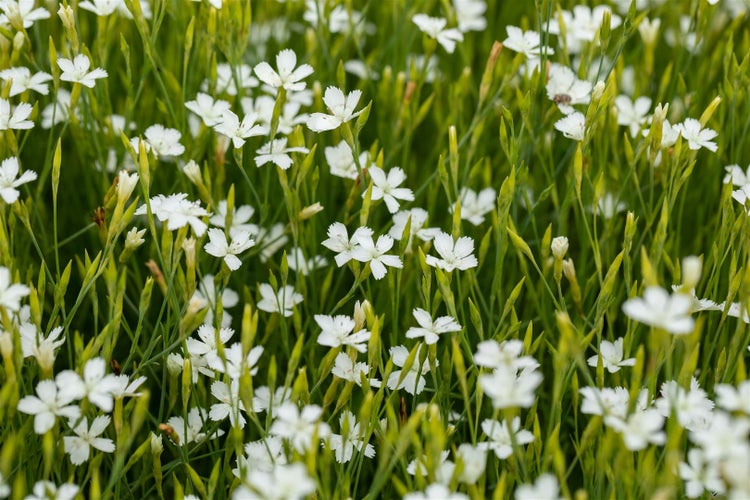 Dianthus deltoides 'Albus', Heidenelke, weiß, ca. 9x9 cm Topf