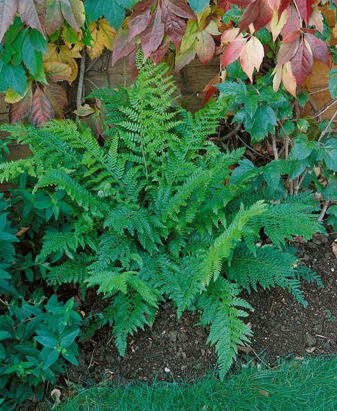 Polystichum setiferum 'Prolif.Dahlem', Schildfarn, ca. 9x9 cm Topf