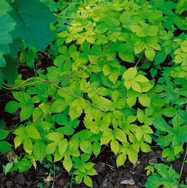 Humulus lupulus 'Aureus', Gold-Hopfen, gelbgrün, 60–100 cm