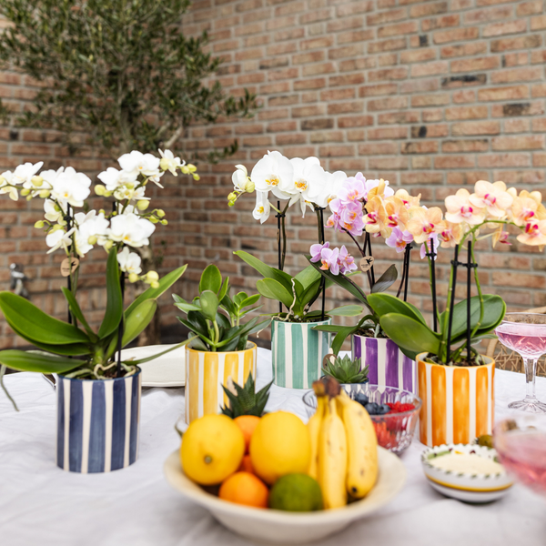 Kolibri Orchids Weiße Phalaenopsis Orchidee Lausanne + Painted Stripe Ziertopf Türkis Topfgröße 9cm