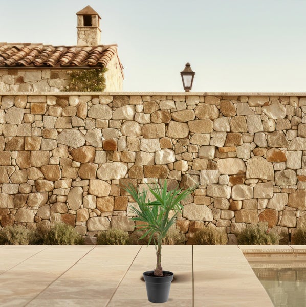 Zwergpalme im Topf vor einer Steinmauer